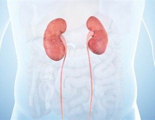 Researchers shine new light on a potential target for the treatment of diabetic nephropathy