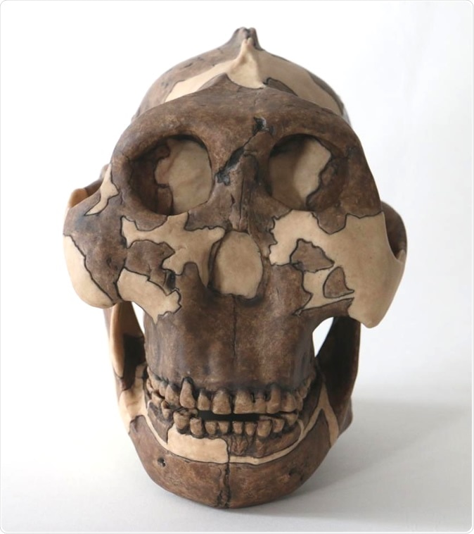 Cast of a P. boisei skull, used for teaching at Cambridge University. Image Credit: Louise Walsh