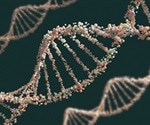 New genetic variants contribute to the risk of breast cancer in women, study reveals