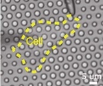 Inner workings of cells probed by new Kleindiek nanomanipulator at UNSW