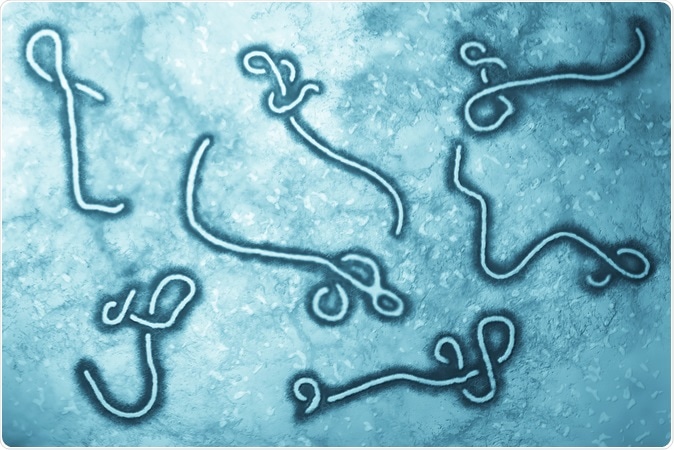 Microscopic view of Ebola Virus. Image Credit: Nixx Photography / Shutterstock