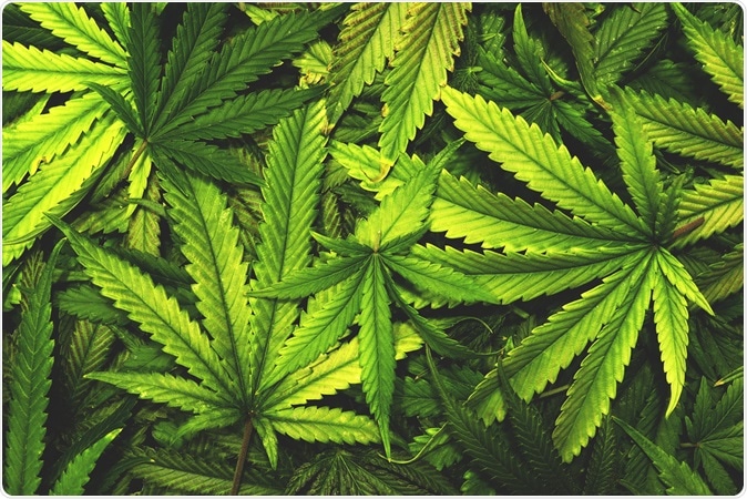 Cannabis / Marijuana Leaves. Image Credit: OpenRangeStock / Shutterstock