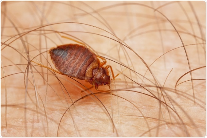 The Common Bed Bug, Cimex lectularius, parasite. Image Credit: Pavel Krasensky / Shutterstock