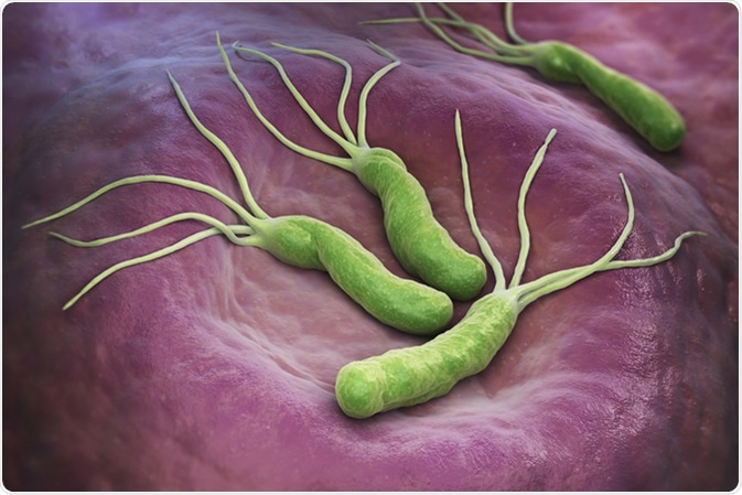 Helicobacter Pylori is a Gram-negative, microaerophilic bacterium found in the stomach. 3D illustration. Image Credit: Tatiana Shepeleva / Shutterstock