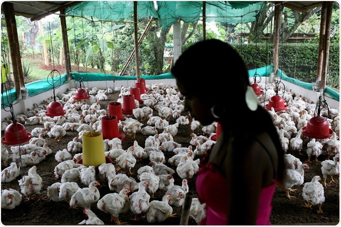 A woman tends her chicken farm in San Nicolas, Colombia. Photo: World Bank/Charlotte Kesl