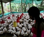 Antibiotic use in healthy farm animals needs to stop: World Health Organization