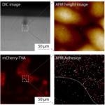 Measuring Cell Interactions with AFM