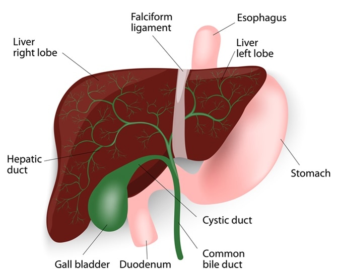 Human Liver Anatomy. Image Credit: Designua / Shutterstock