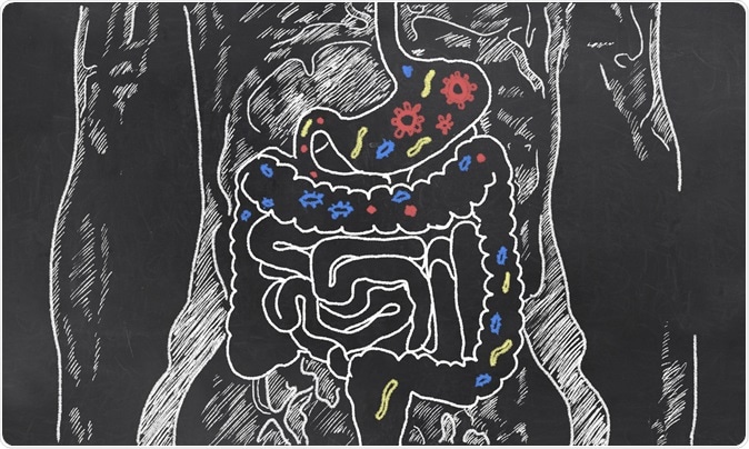 Intestines with Gut Bacteria on Blackboard. Image Credit: T. L. Furrer