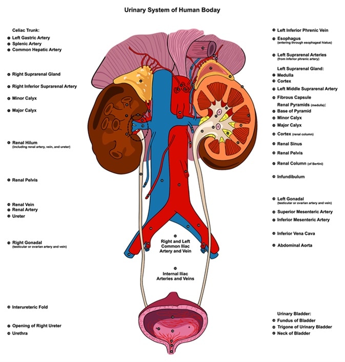Urinary Renal System of Human Body Anatomy - Image Credit: Udaix / Shutterstock