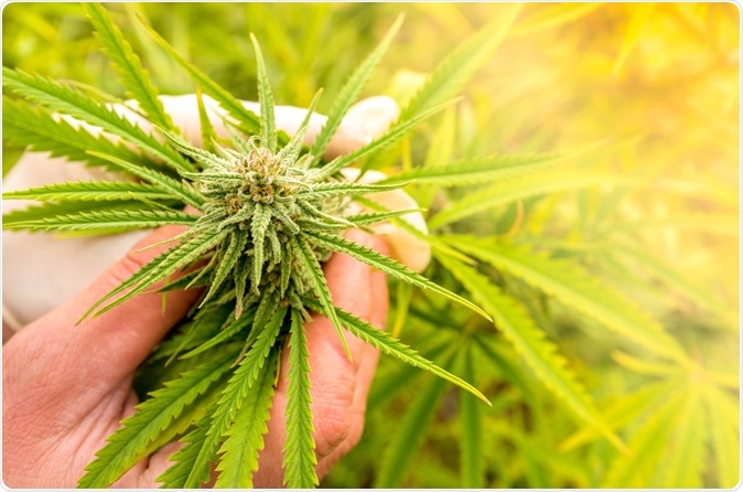 Cultivation of marijuana (Cannabis sativa) Image Credit: Kojin / Shutterstock