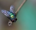 Flies carry more disease-causing bacteria than suspected, study reveals