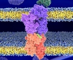 Observing the Interactions between Antimicrobial Proteins and Bacterial Cell Membranes