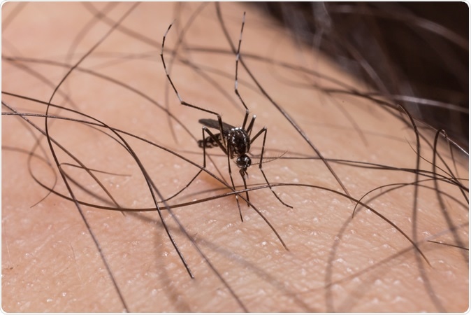 Mosquito on human skin and sucking blood. Image Credit: Everything I Do / Shutterstock
