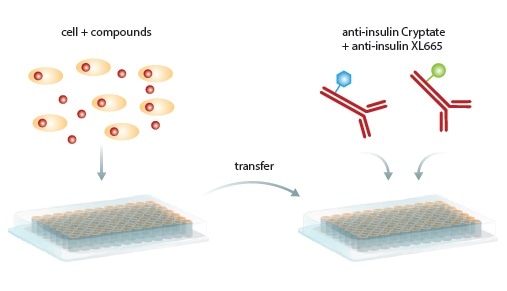 Homogeneous HTRF Assay procedure. Secreted insulin in cells or supernatant is transferred to a new microplate, antibodies are added, incubated and read by the PHERAstar FS microplate reader.