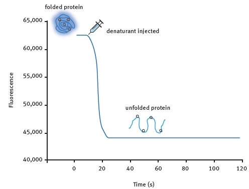 Kinetic protein unfolding assay principle. The folded form of the protein exhibits relatively high intrinsic Trp fluorescence. Injection of a denaturing solution leads to protein unfolding and a decrease in fluorescence that can be monitored in real-time for many proteins.
