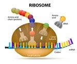 Ribosome Function in Cells