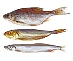 Arsenic, selenium, mercury in bighead and silver carp do not appear to be health concern