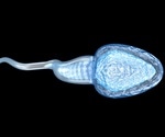 Research into biology behind sperm development could offer hope for solving male infertility
