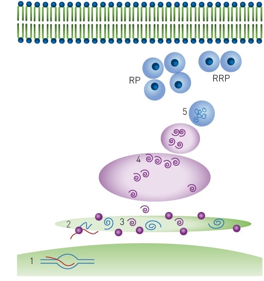 Insulin production and storage. Key biological steps in insulin production: 1) Transcription, 2) Translation and translocation to the endoplasmic reticulum, 3) Folding and signal peptide cleavage 4) Golgi transport and packaging into secretory vesicles 5) Cleavage to produce mature insulin. Mature insulin is stored in dense-core granules in two populations: RRP = ready releasable pool and RP = reserve pool.