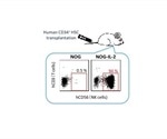 Scientists develop humanized mouse model for analyzing functions of NK cells in vivo