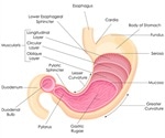 Types of Gastrectomy