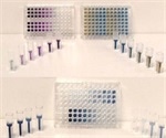 Using Different Absorbance-Based Assays for Protein Quantification