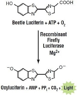 The luciferase reaction (1, copied with the permission of Promega Corp.).