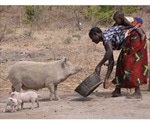 CYSTINET-Africa project aims to find new strategies against pork tapeworm infection