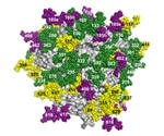 TSRI scientists develop novel method to analyze glycan shield on HIV’s glycoprotein