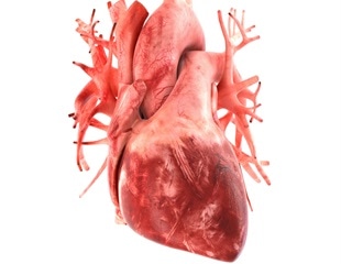 Molecular mechanisms play key role in the development of healthy heart