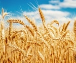 FAO report highlights 'alarmingly' high food price increases, forecasts food import bills could exceed $1T in 2010