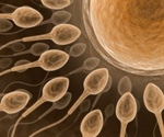 Quality control mechanism tags defective sperm cells inside the body