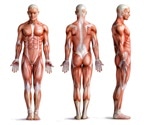 Study looks at muscle repair and resilience