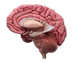 Sex-differences in brain development linked with psychiatric and neurodevelopmental disorders