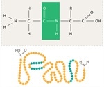Macromolecules: Polysaccharides, Proteins and Nucleic Acids