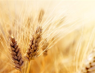 Scientists develop new processing method to extract valuable biomolecules from wheat bran