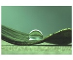 TUM researchers show how biofilms develop water-repellent surface texture