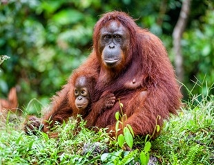 Diagnosis of rare inherited metabolic condition in a Sumatran orangutan
