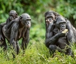 Ape gestures offer clues to evolution of human communication