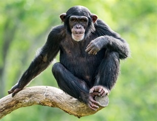 Serious monkey business: Chimpanzee heart check via digital camera