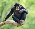 First evidence of lasting social relationships between chimpanzees and gorillas revealed