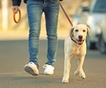 Happiness motivates dog walking, not health or social benefits