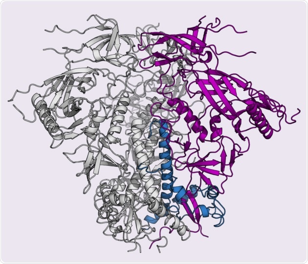 Caption: The new study shows the structure of an important HIV protein, called the envelope glycoprotein, on a common strain of the virus. (Image courtesy Javier Guenaga.)