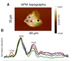 Using AFM to Visualize Lipid Content in Stratum