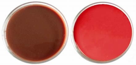 Brownish color of an agar plate if erythrocytes are lysed (left). Typical light red color of high quality blood agar plates (right).
