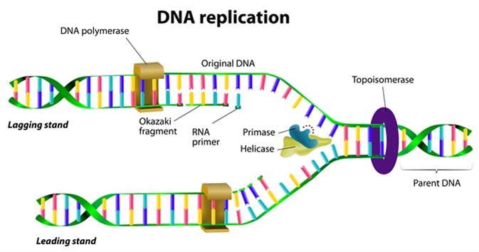 DNA replication - Image Credit: Designua / Shutterstock