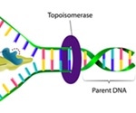 DNA Replication and Repair