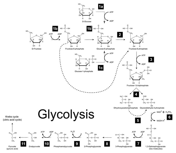 Chemical scheme of glycolysis metabolic pathway - Image Credit: chromatos / Shutterstock