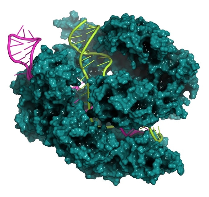 CRISPR-CAS9 gene editing complex from Streptococcus pyogenes. The Cas9 nuclease protein uses a guide RNA sequence to cut DNA at a complementary site. Cas9 protein: teal surface model. Image Credit: olekuul_be / Shutterstock